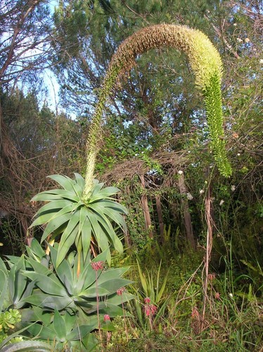 Agave attenuata fox - agave,
