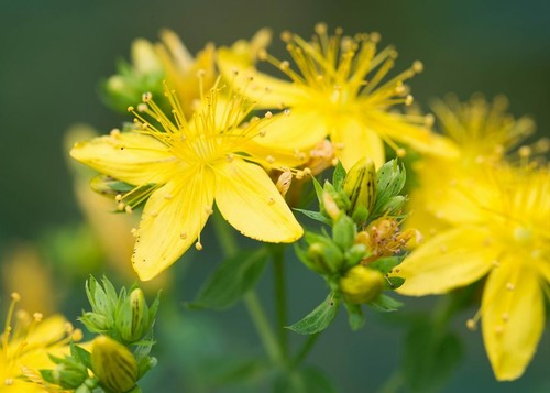 Iperico hypericum hidcote - iperico, hidcote"