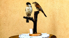 Trofeo di caccia maschio e