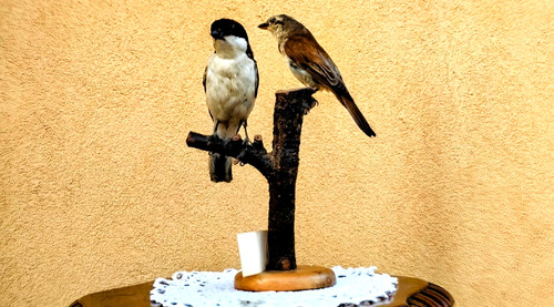Trofeo caccia maschio - caccia,