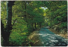 ALLUMIERE - ROMA - BOSCO DEL