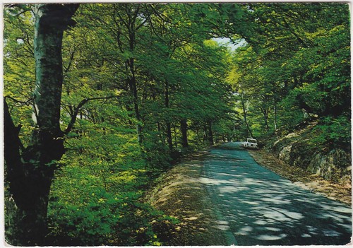 Allumiere roma bosco del - allumiere,