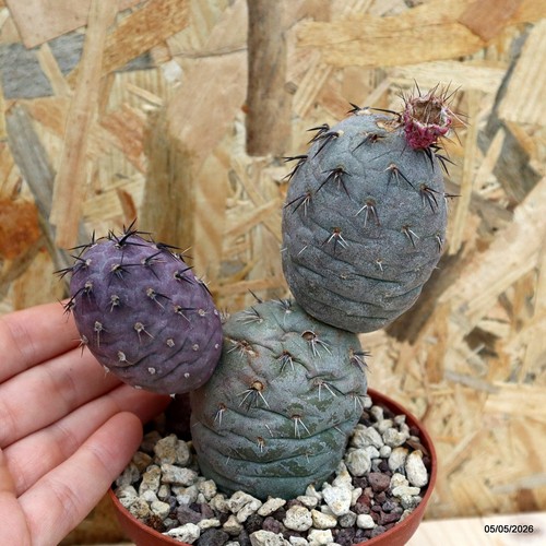 Tephrocactus geometricus rosso