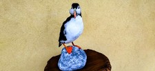 TROFEO DI CACCIA  TAXIDERMY
