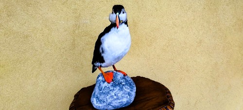 Trofeo caccia taxidermy - di,