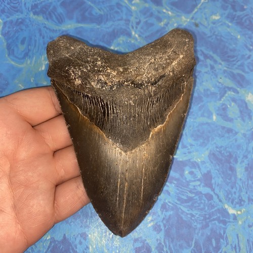 Megalodonte dente squalo - di,