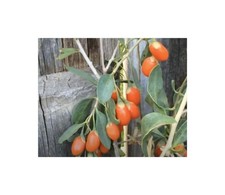 10x Lycium barbarum frutto