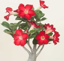 1 PIANTA DI ADENIUM ROSSO O