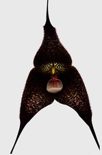 Dracula Species 'Black Star' pianta vigorosa in orchitopo orchidea Masdevallia