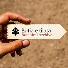 Butia exilata SEEDS -  - SEMI