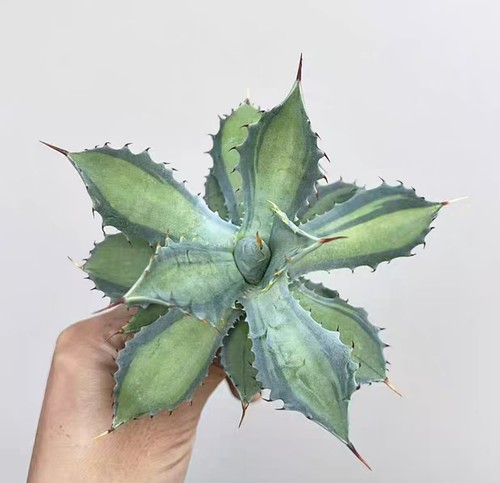 Agave potatorum cm - agave,