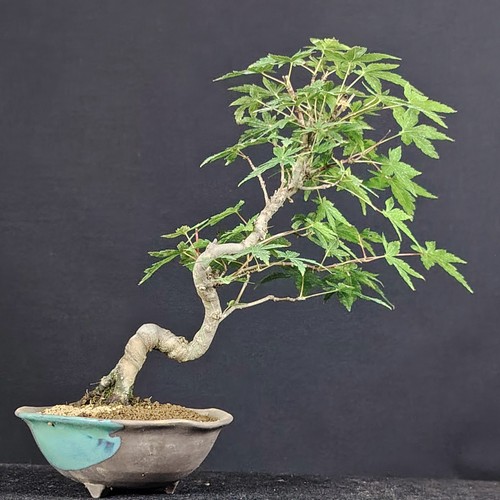 Shohin bonsai acero giapponese - acero,