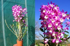 Dendrobium dream orchidée - dream,,