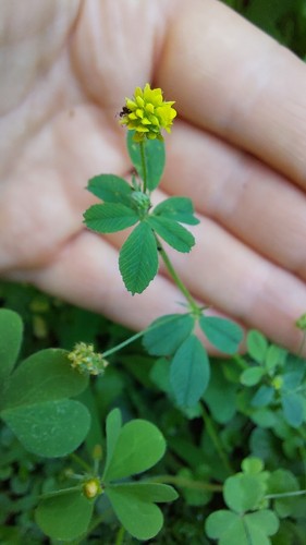 Semi trifoglio - 50, semi🍀trifoglio