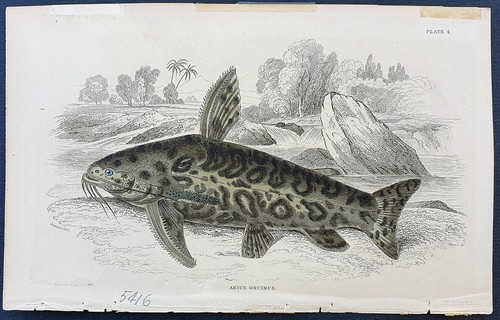 Stampa antica acciaio 1852