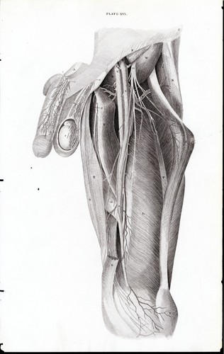 Coscia organi gen - coscia,