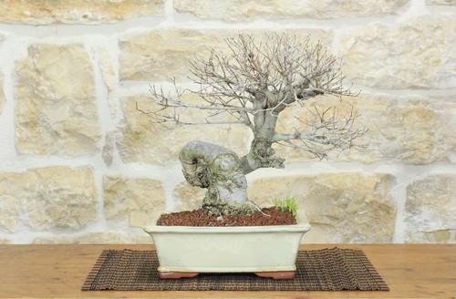 Bonsai olmo campestre - olmo, (53)