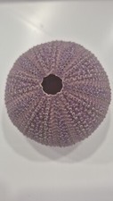 VIOLACEUS  SEA URCIN  BARGAIN