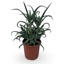 Pianta aloe arborescens con - pianta,