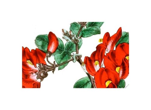 30x kennedia eximia erba - eximia, di