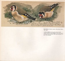 Bellissima Stampa Vintage Di