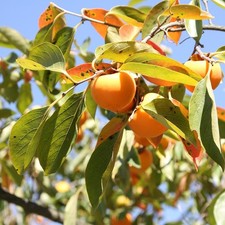 Cachi cachi (Diospyros kaki) -