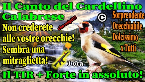 Canto del cardellino - canto,