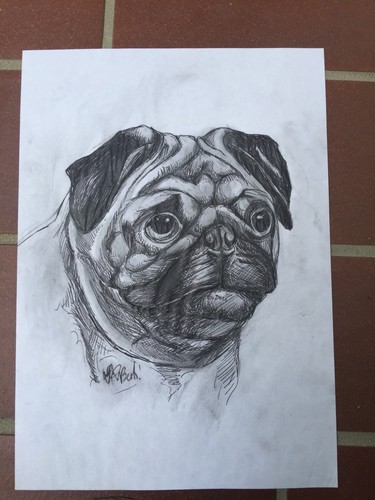 Disegno cane razza - razza, a