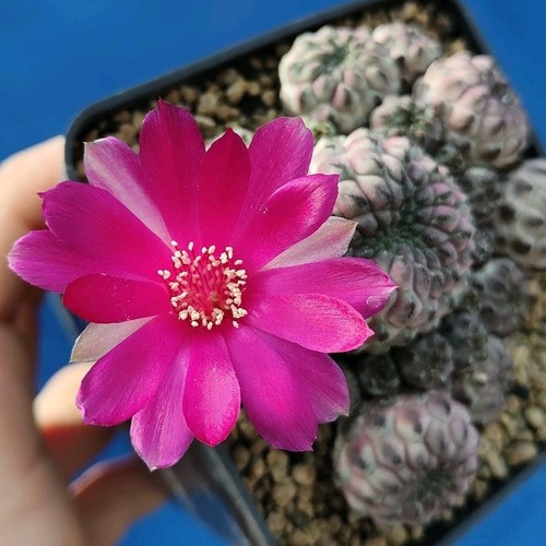 Sulcorebutia rauschii violacea - rauschii,