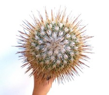 Thelocactus conothelos SEEDS -