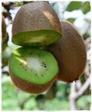 Pianta di KIWI HAYWARD