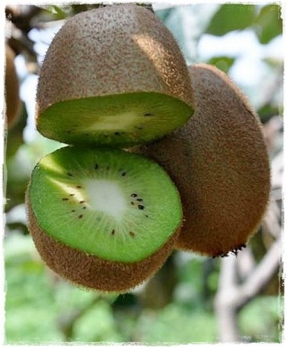 Pianta kiwi hayward - pianta,