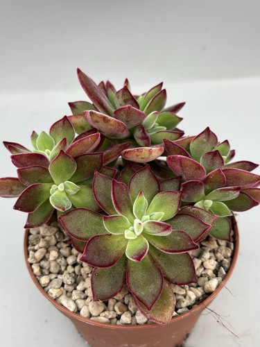 Echeveria pulvinata devotion - echeveria,