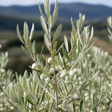 Olivo Bianco Greco Leucolea