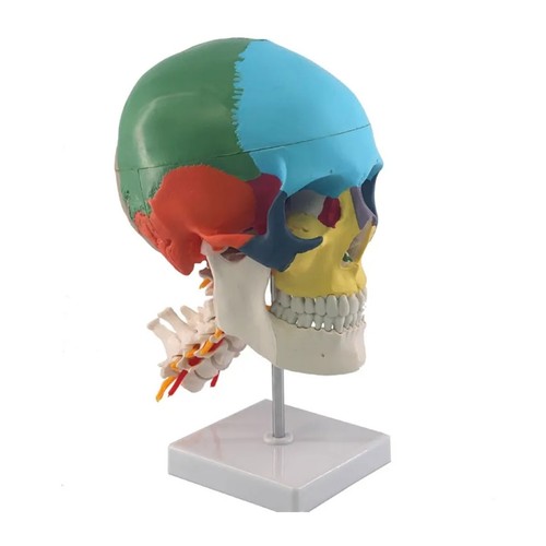 Modello teschio anatomico