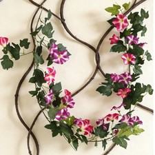 Morning Glory Vine petali