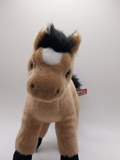 Puledro Kentucky Buckskin 10