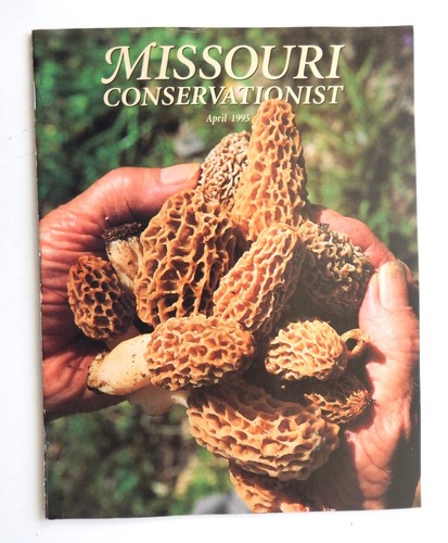 Morel mushrooms cover missouri - morel,