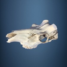 448SKU Teschio di cervo