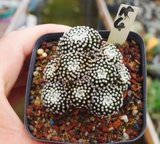 Rare Cacti SucculentLive