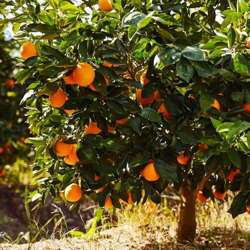 Talee arancio sunkist - talee, /