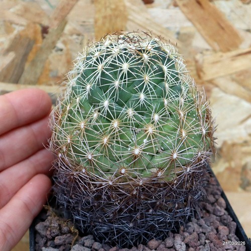 Coryphantha echinus vaso cm - coryphantha, 9