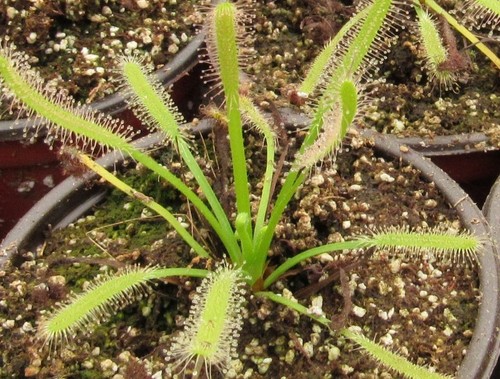 Pianta carnivora drosera - pianta,