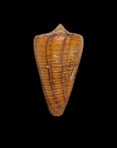 Conchiglia shell conus - shell,