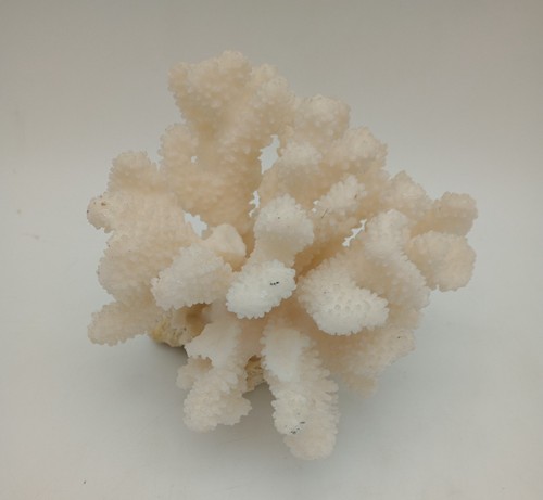 Corallo grappolo bianco - corallo,