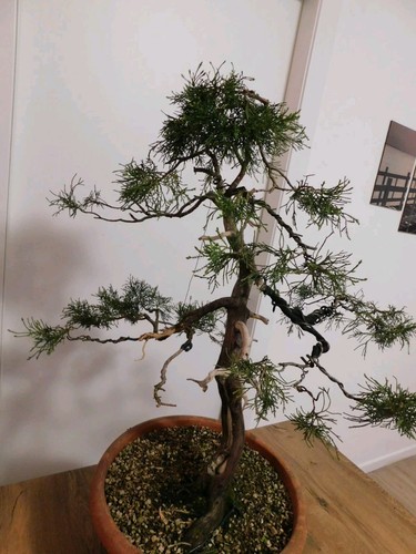 Bonsai ginepro 60 - l,