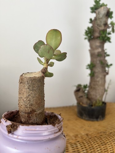 Bonsai giada crassula - giada, ovatta