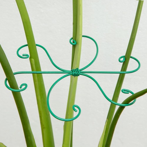 Monstera supporto per piante - supporto,