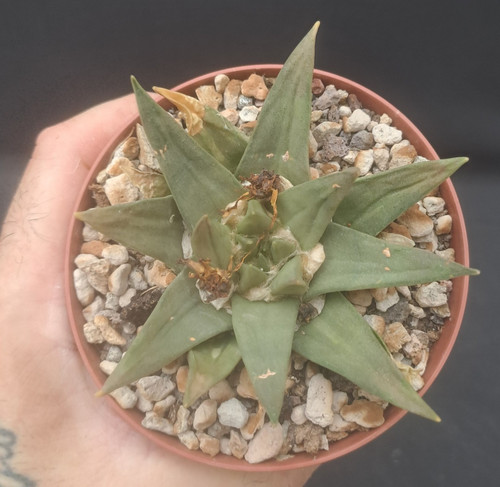 Ariocarpus trigonus - , f