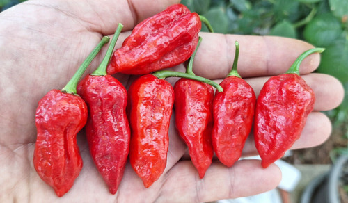 Semi peperoncino naga - semi, di